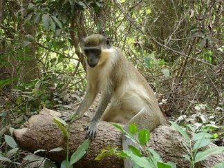 excursie Baboon island